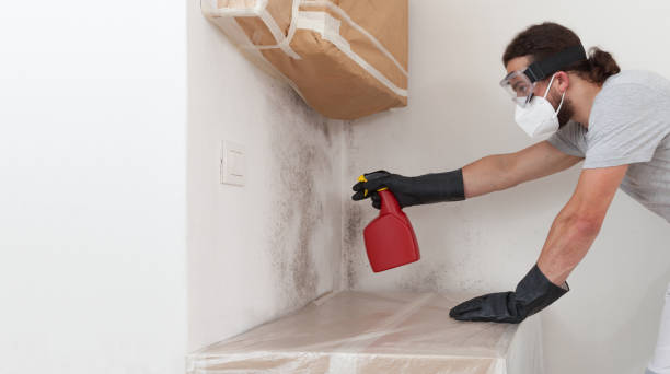Professional Basement Mold Remediation technician working in Elizabethville, PA