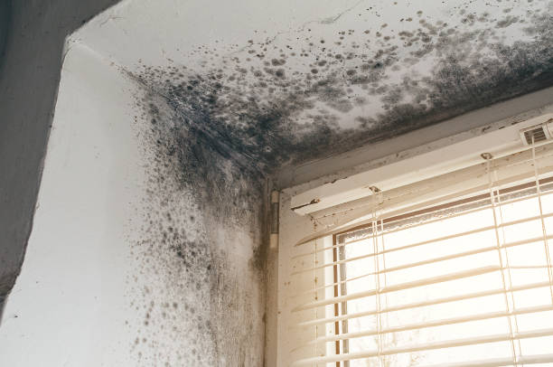 Affordable Basement Mold Remediation solutions in Elizabethville, PA